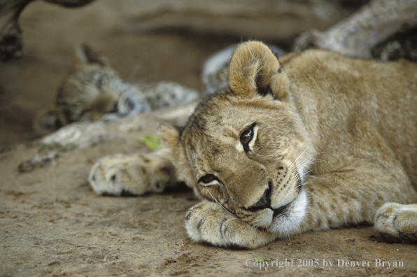 Lion cub in habitat. Africa.