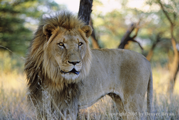 Male African lion.