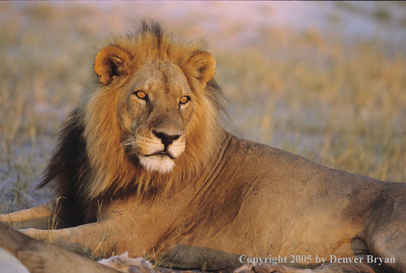 Male African lion in habitat.