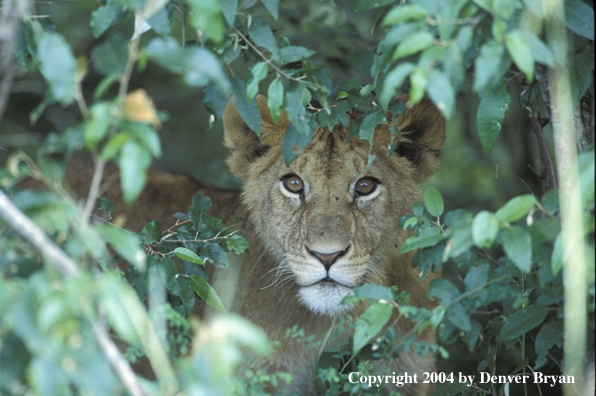 African lion cub in habitat. Africa