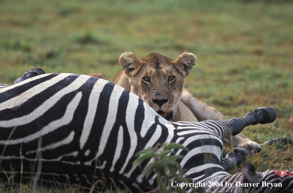 Female African lion feeding.  Africa