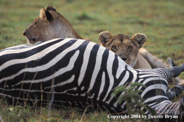 Female African lions feeding.  Africa