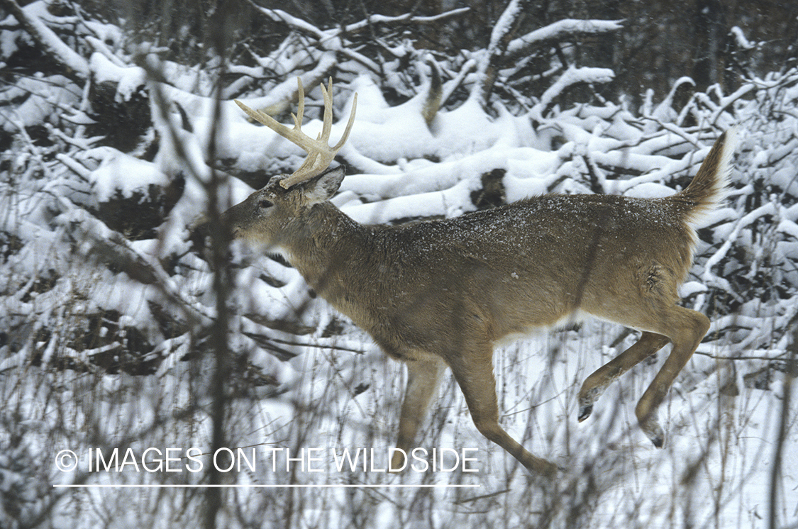 White-tailed buck in habitat