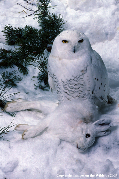 Snowy Owl on snowshoe hare kill