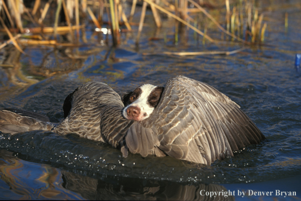 Springer spaniel retrieving a Canada goose.