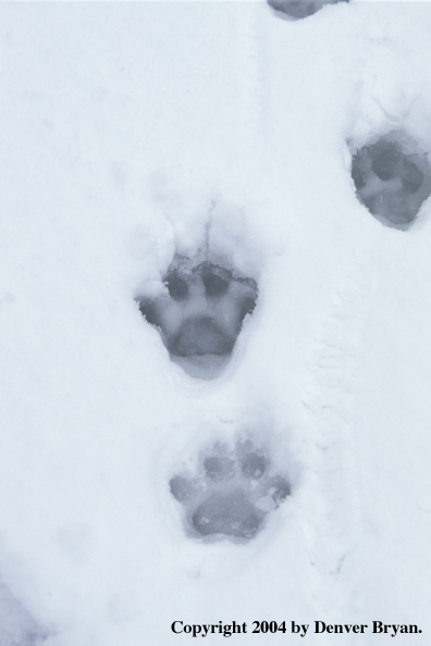 Mountain lion tracks