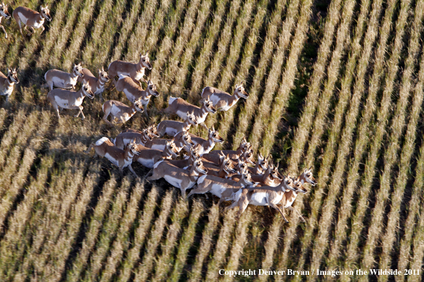 Pronghorn Antelope running through harvested grain field