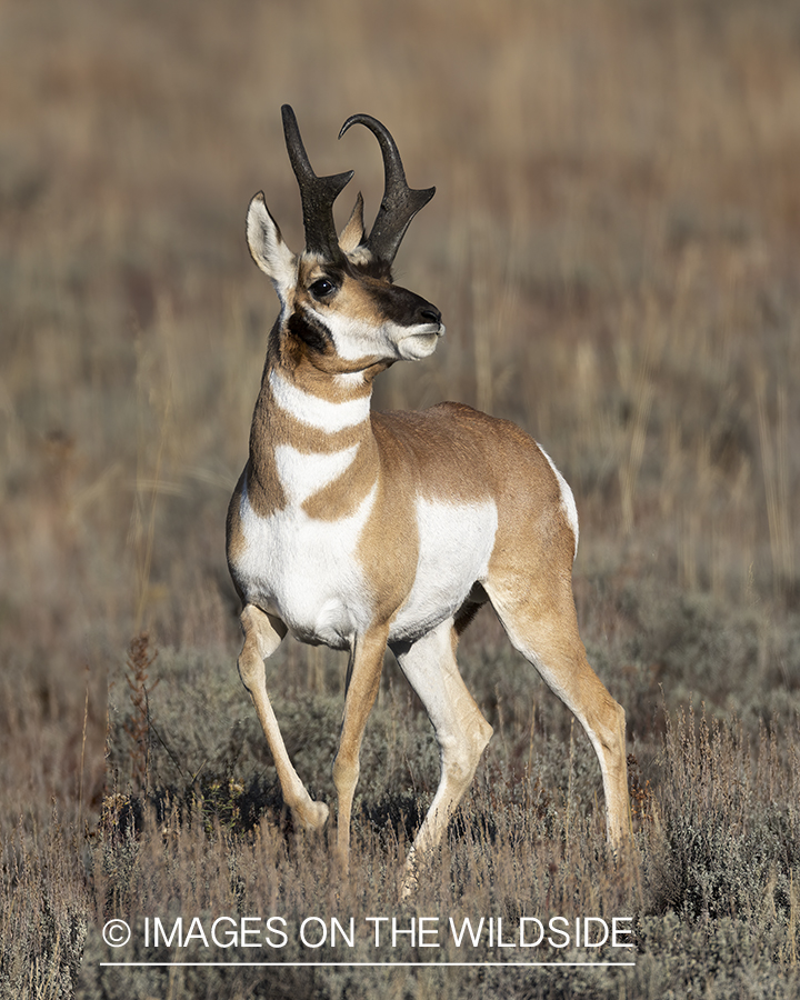 Pronghorn buck in field.