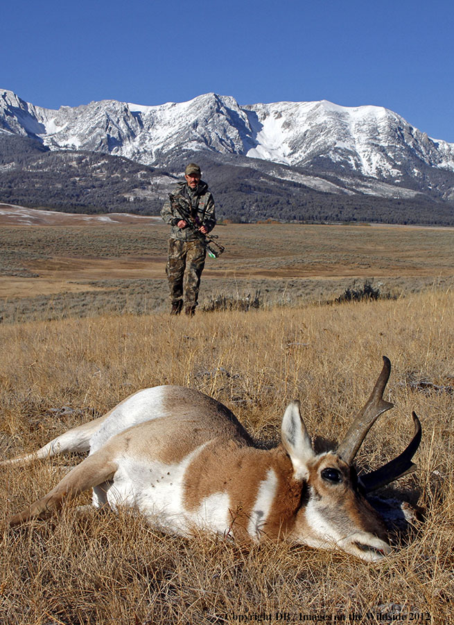 Bowhunter approaching downed pronghorned buck.
