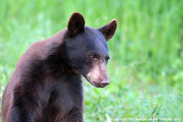 Black Bear in habitat. 