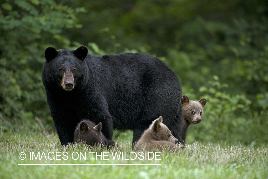 Black Bear sow with cubs in habitat.