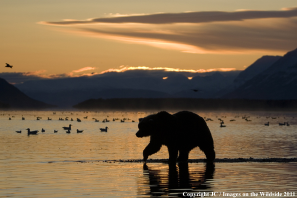 Brown Bear in habitat.