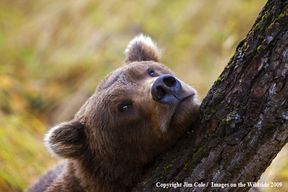 Grizzly bear in habitat