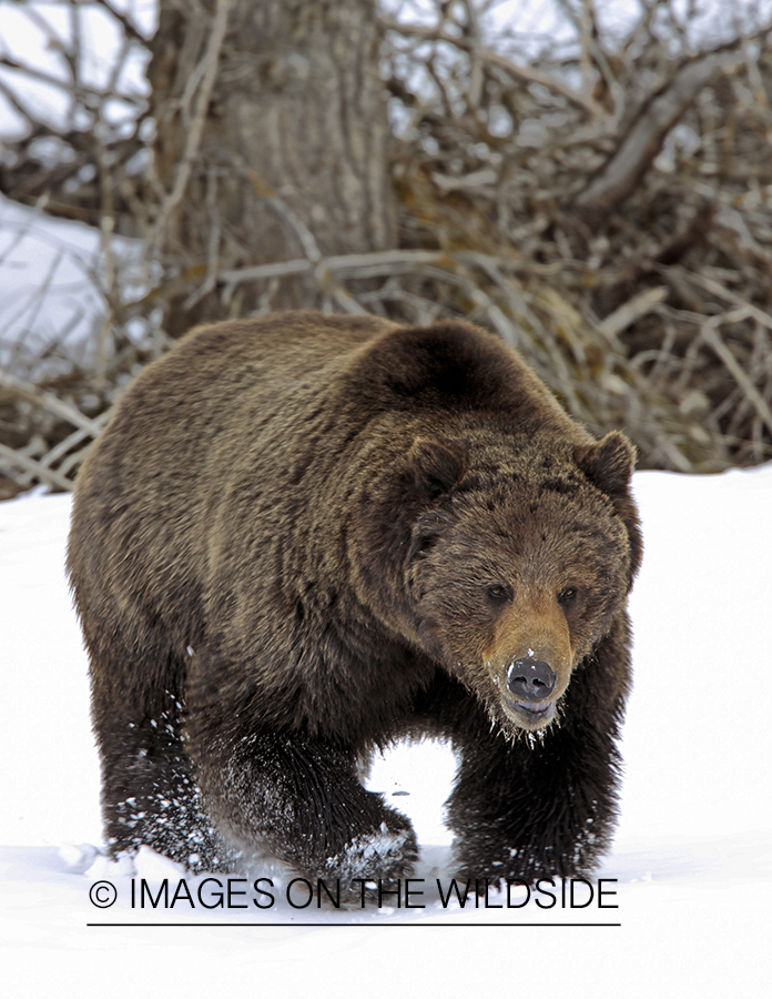 Grizzly Bear in winter habitat.