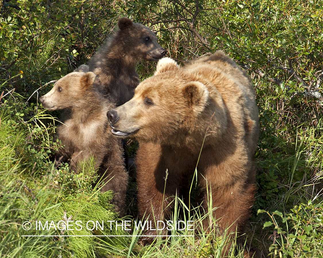 Grizzly bear with cubs.