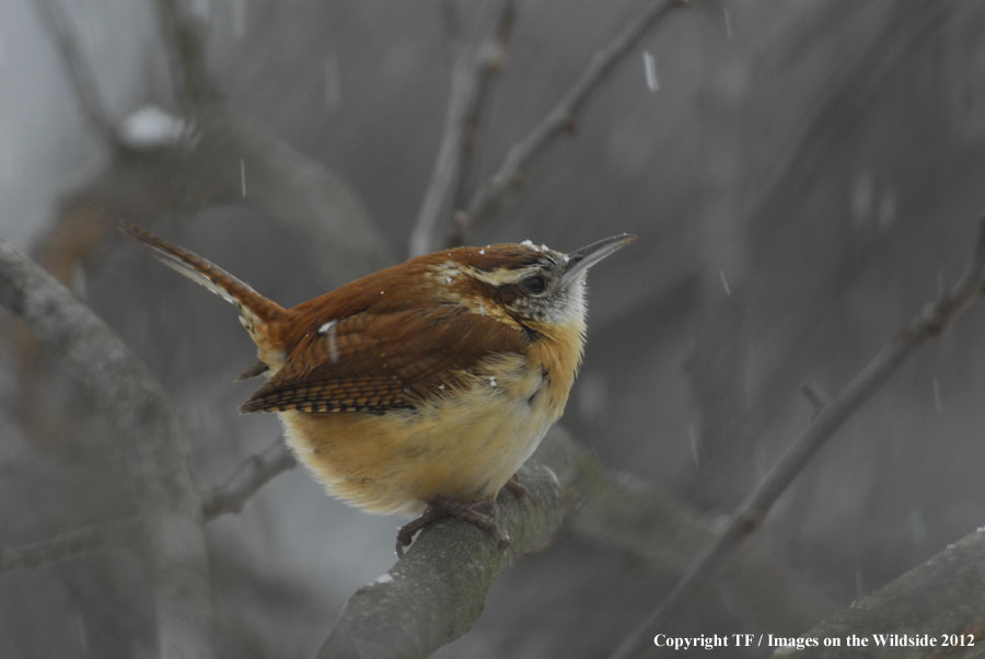 Bird March in habitat.