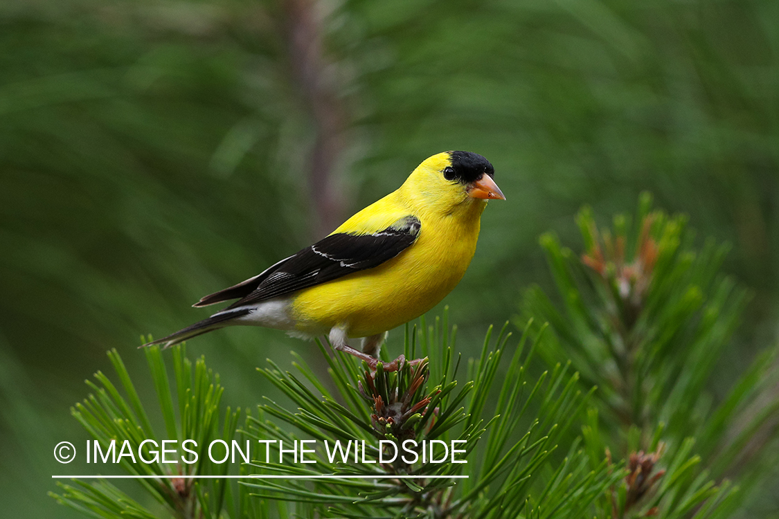 American Gold Finch on branch.