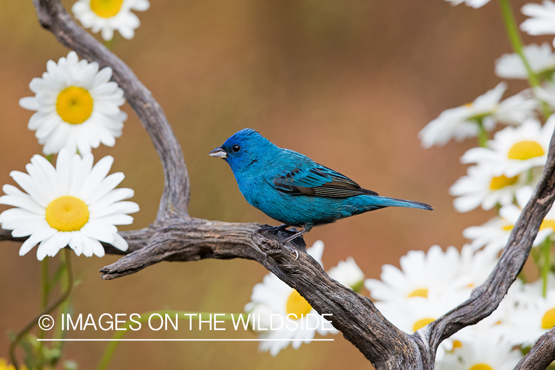 Indigo Bunting on branch.