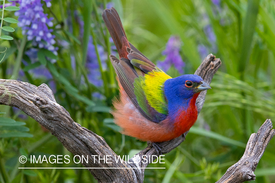 Painted bunting in habitat.