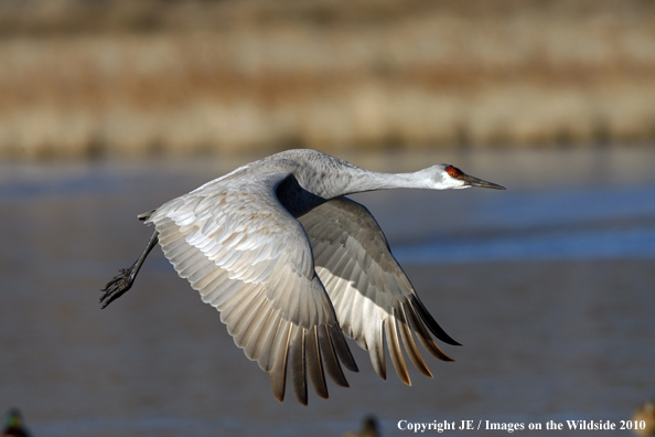 Sandhill crane in flight.