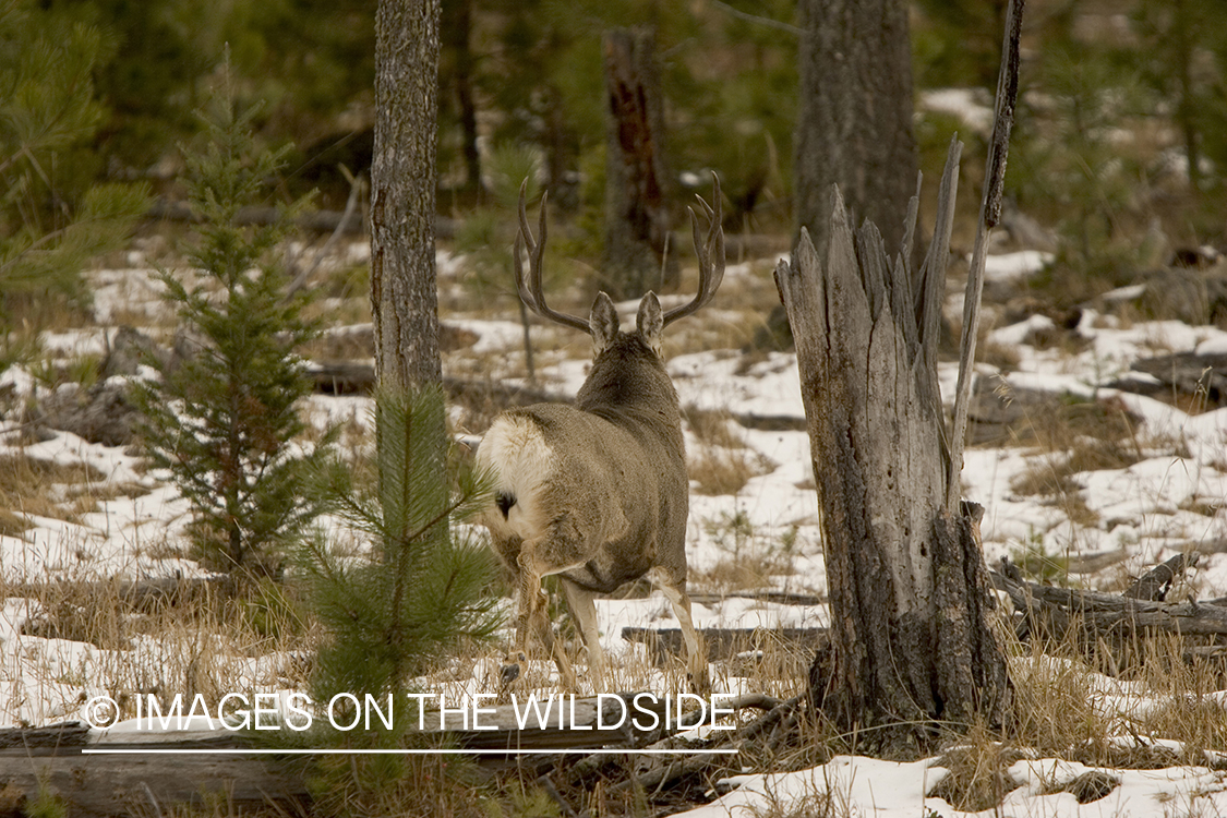 Mule deer buck in habitat.