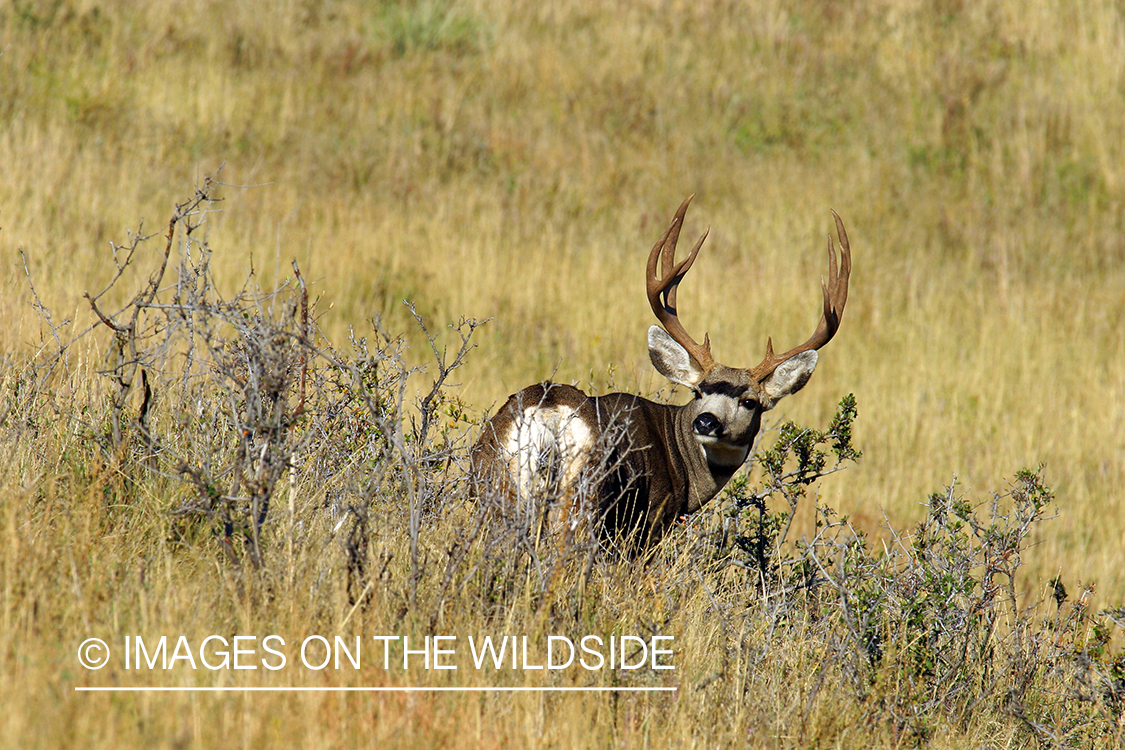 Mule deer buck in habitat. 