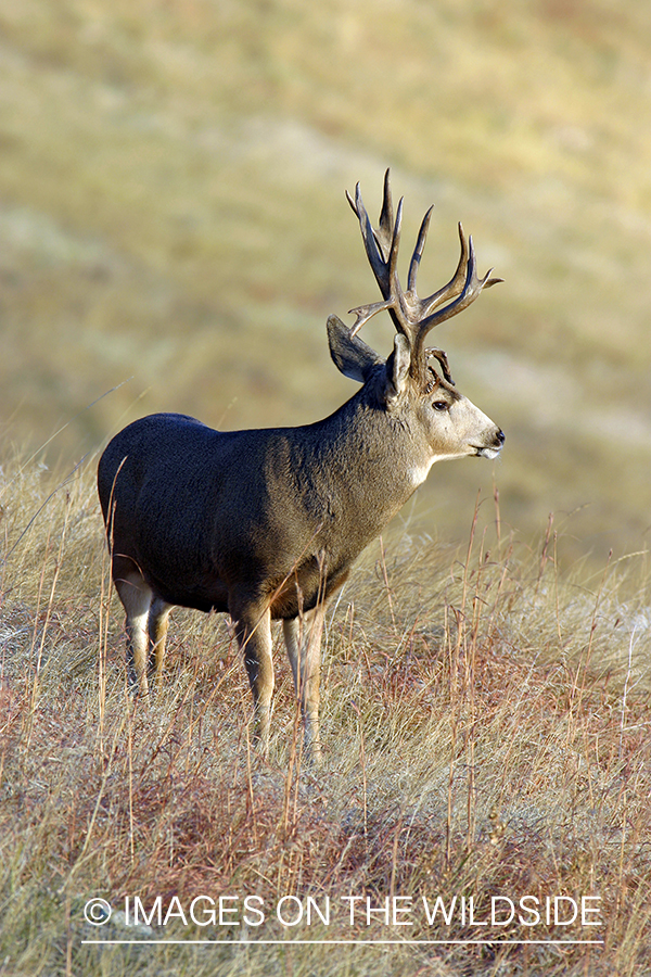 Mule deer buck in habitat. 