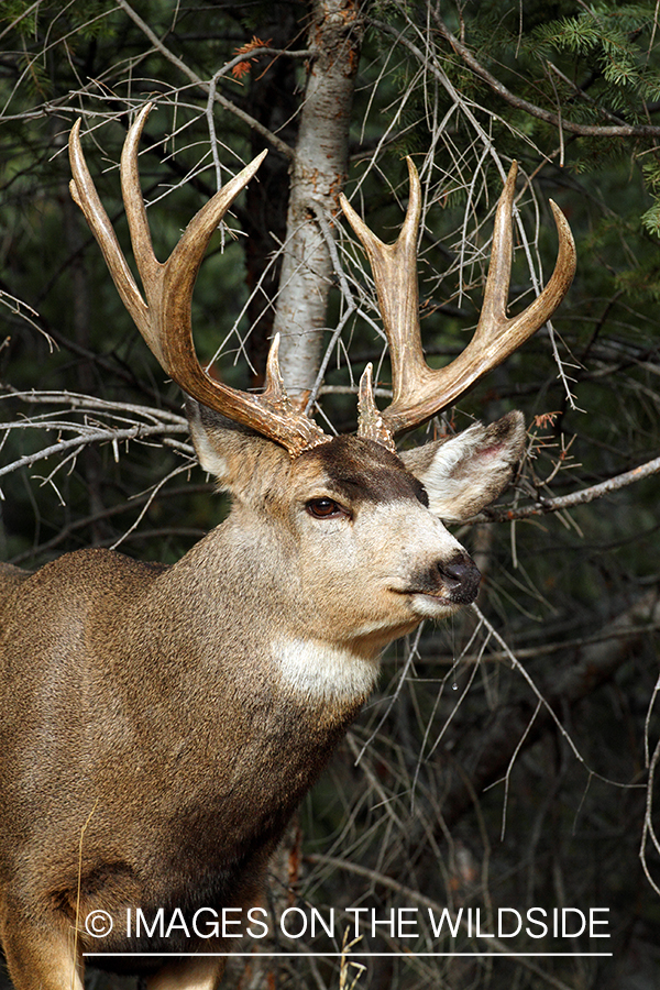 Mule deer buck in habitat. 