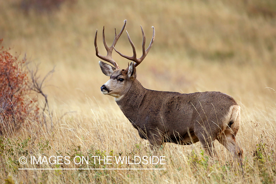 Mule deer buck in habitat.