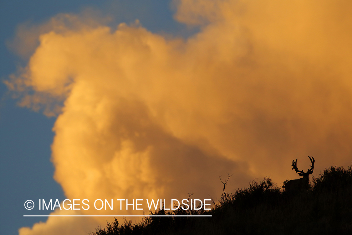 Mule deer buck in habitat. (silhouette)