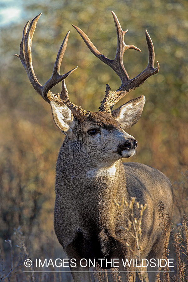 White-tailed buck in field in late fall.