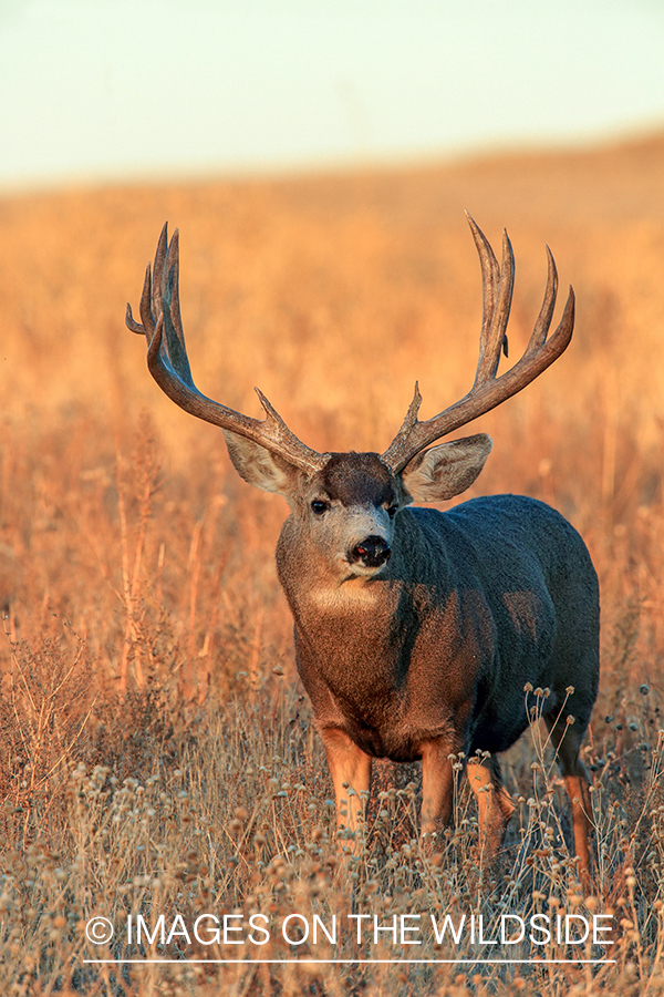 Mule deer buck in rut.