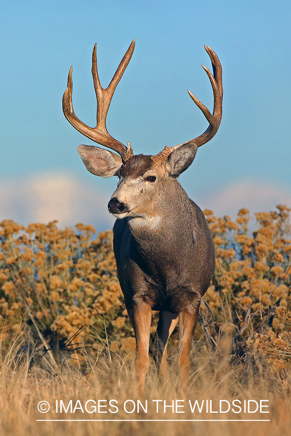 Mule deer buck in field.