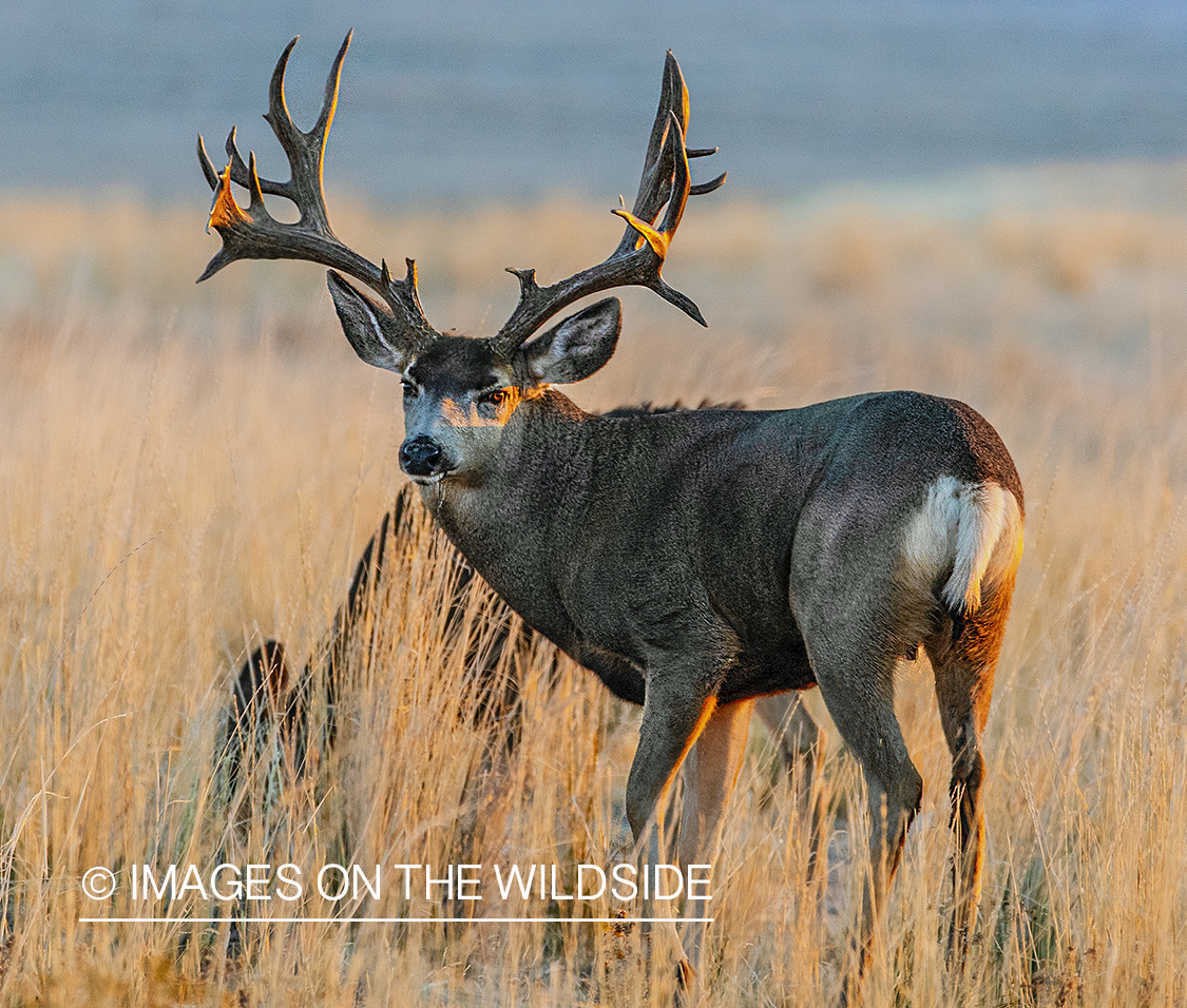 Mule deer buck in habitat.