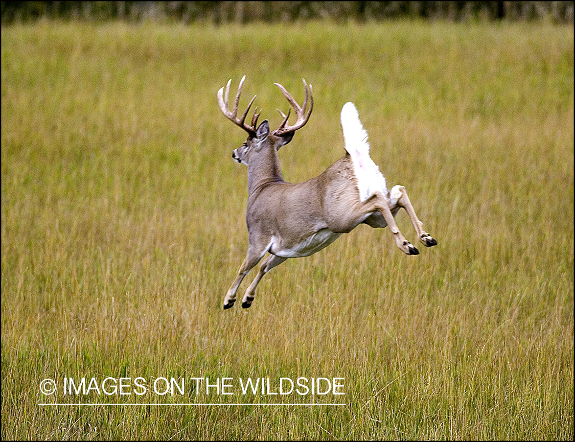 Whitetailed deer in habitat.