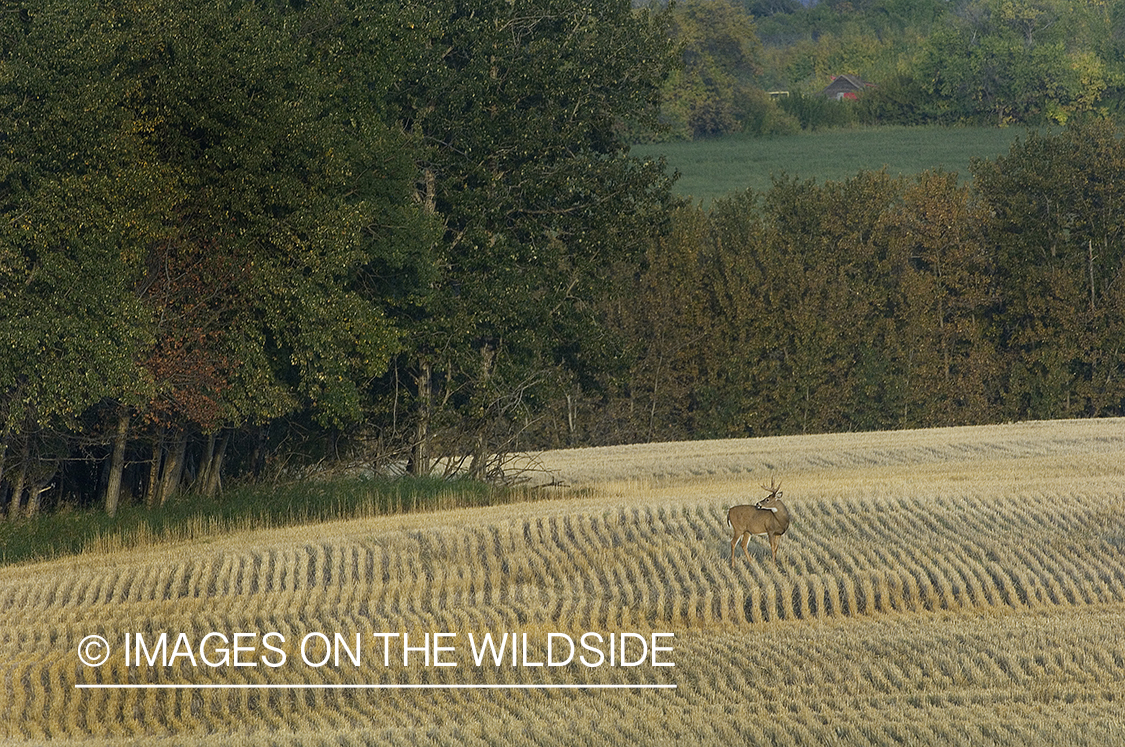 Whitetail Buck in Field