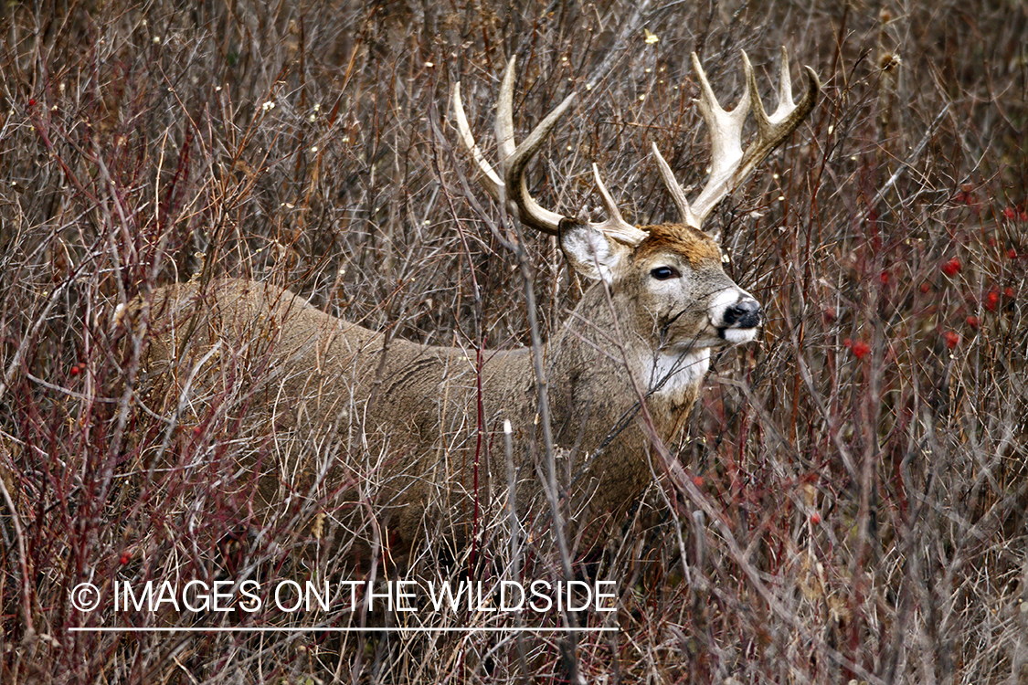 Whitetail Buck