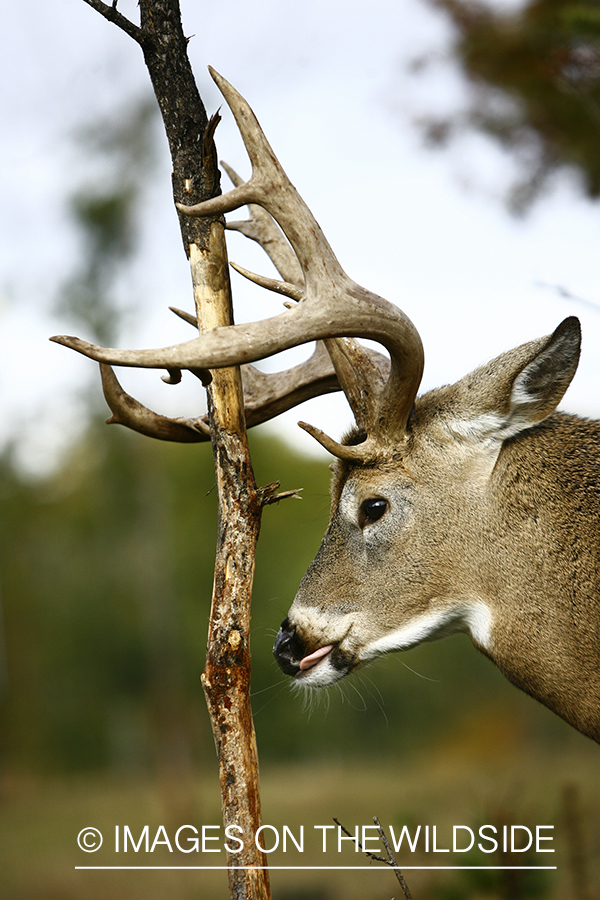 Whitetail buck in habitat