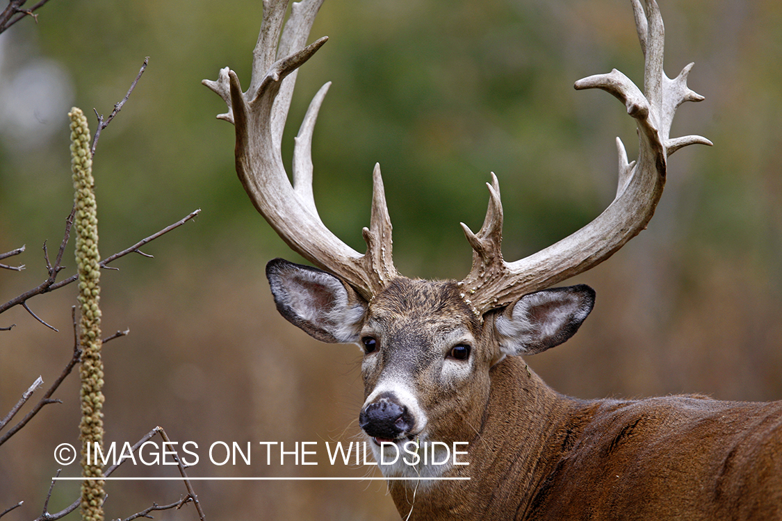 Whitetail buck in habitat