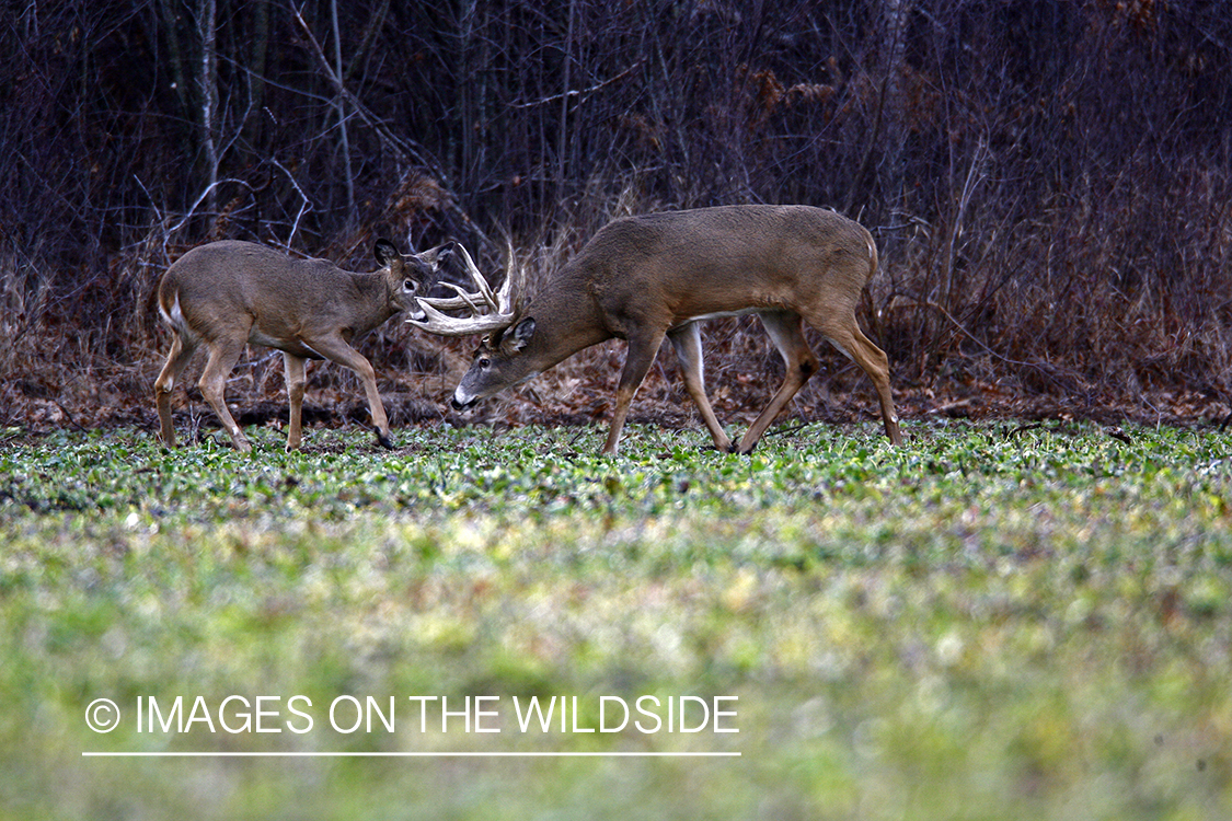 Whitetail bucks in green food plot.