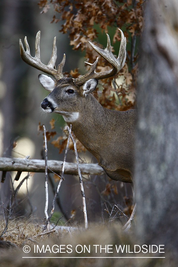 Whitetail buck in habitat.