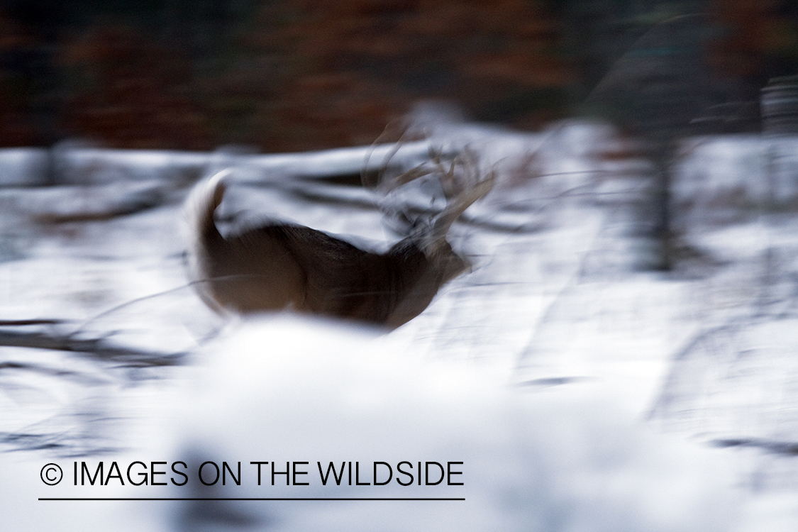 White-tailed buck in habitat.