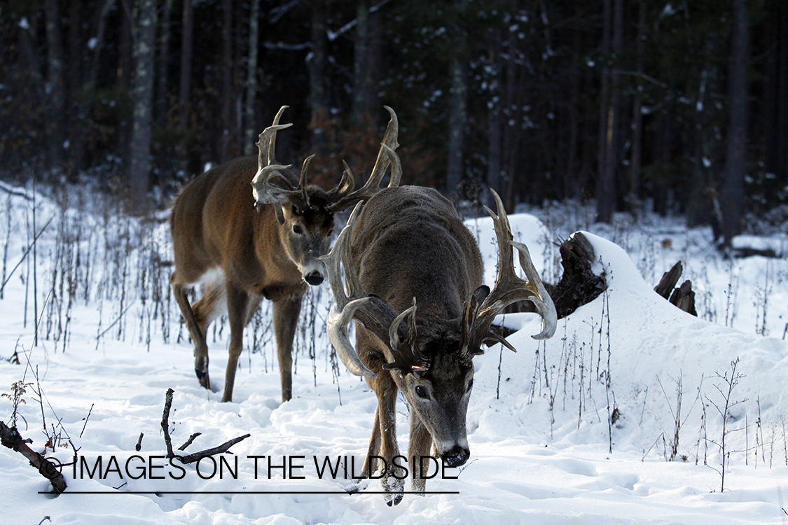 Whitetail in habitat