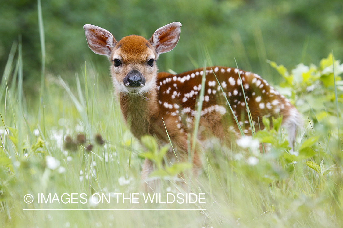 White-tailed Deer Fawns