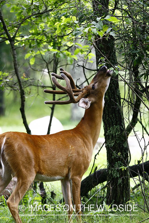 Whie-tailed deer apple creek