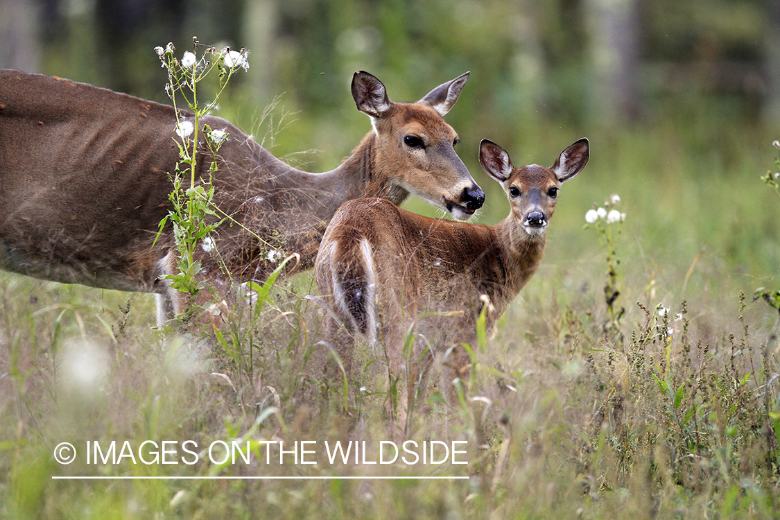 White-tailed doe and fawn in habitat