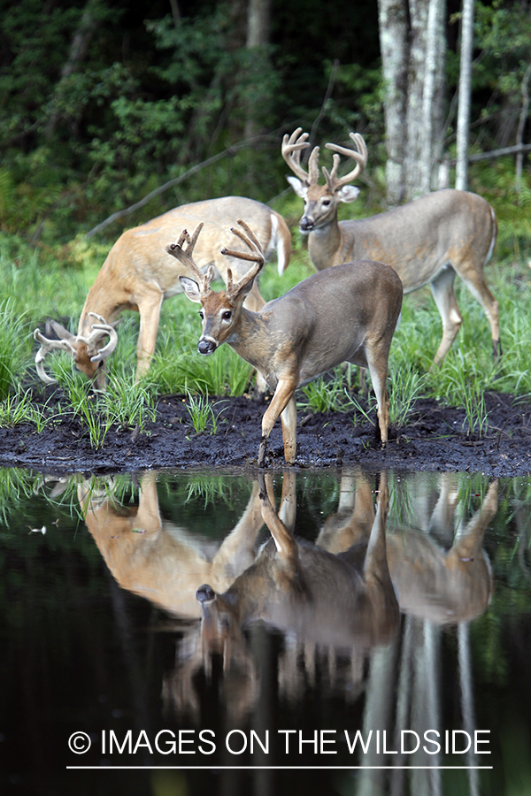 White-tailed bucks in habitat