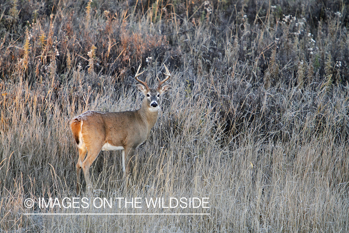 White-tailed buck in habitat. 