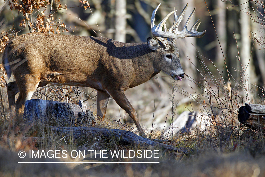 White-tailed buck in habitat. *