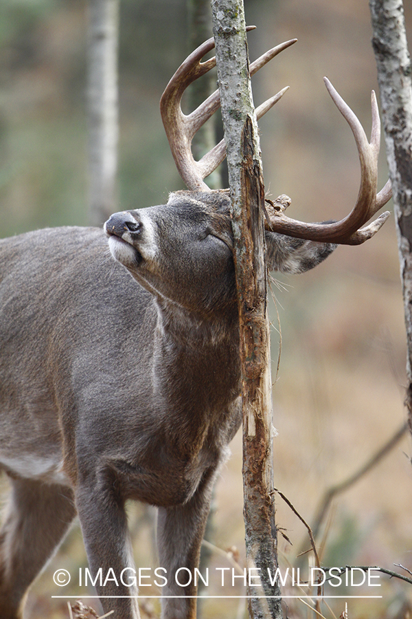 White-tailed buck rubbing tree. 